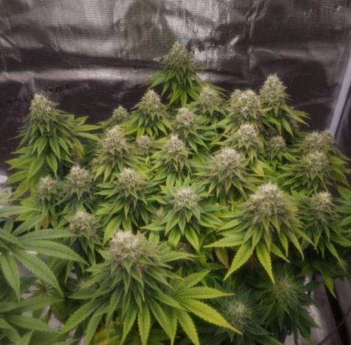 LemonKushHeadbandt. Week 12