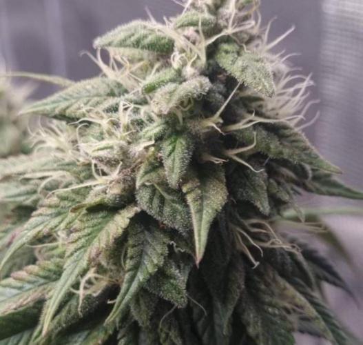 LemonKushHeadbandt. Week 13