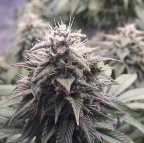 LemonKushHeadbandt. Week 13