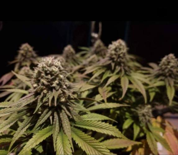 LemonKushHeadbandt. Week 13