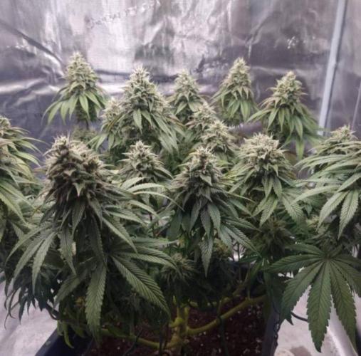 LemonKushHeadbandt. Week 13