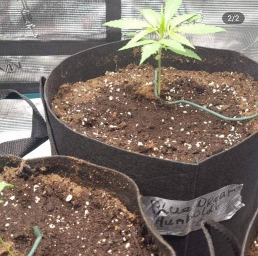 BlueDream - Humboldt. Week 3