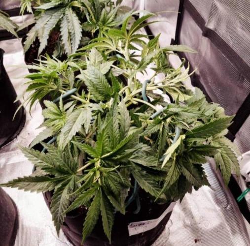 BlueDream - Humboldt. Week 5