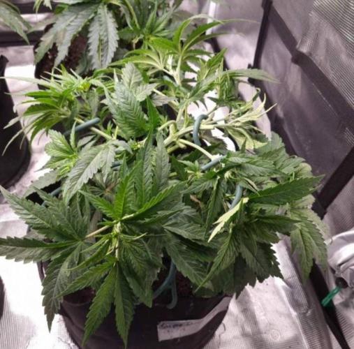BlueDream - Humboldt. Week 5