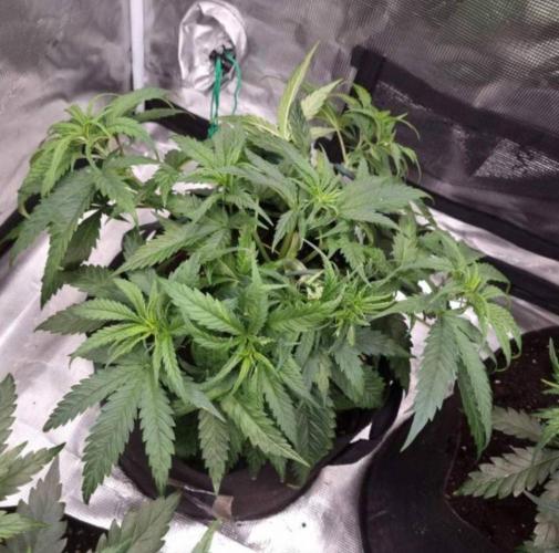 BlueDream - Humboldt. Week 5