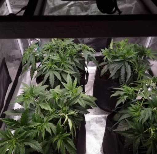 BlueDream - Humboldt. Week 5