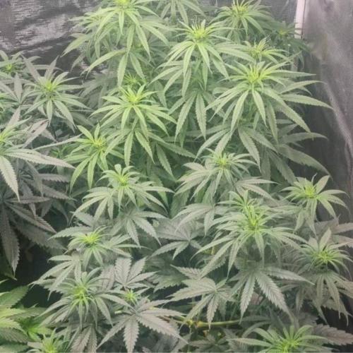 BlueDream - Humboldt. Week 7
