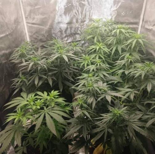 BlueDream - Humboldt. Week 7