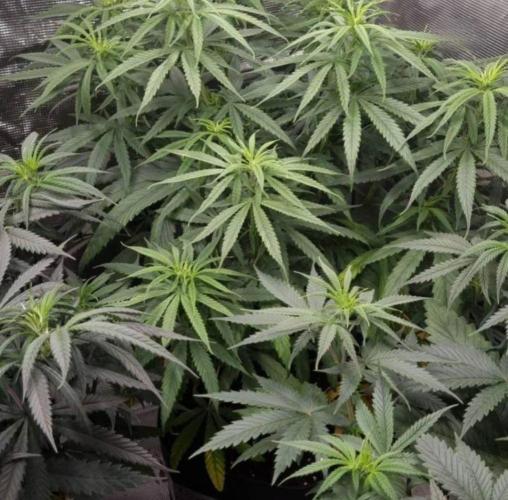 BlueDream - Humboldt. Week 7