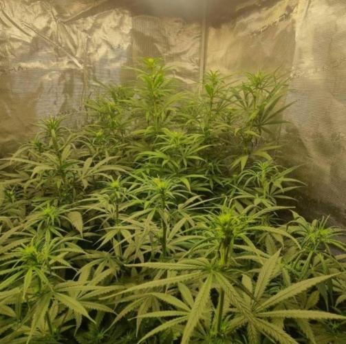 BlueDream - Humboldt. Week 8