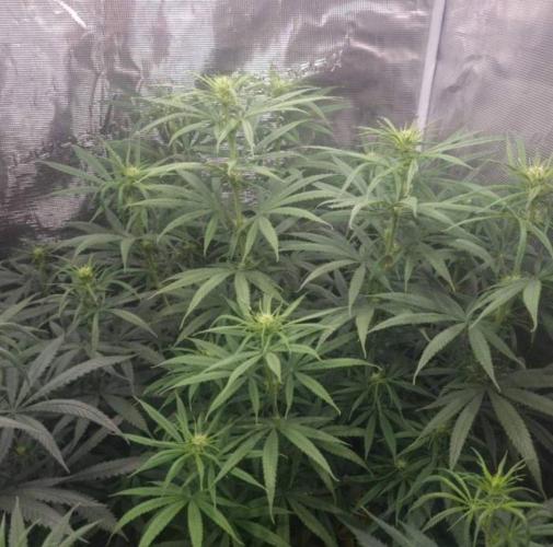 BlueDream - Humboldt. Week 8