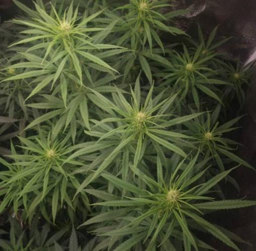 BlueDream - Humboldt. Week 8