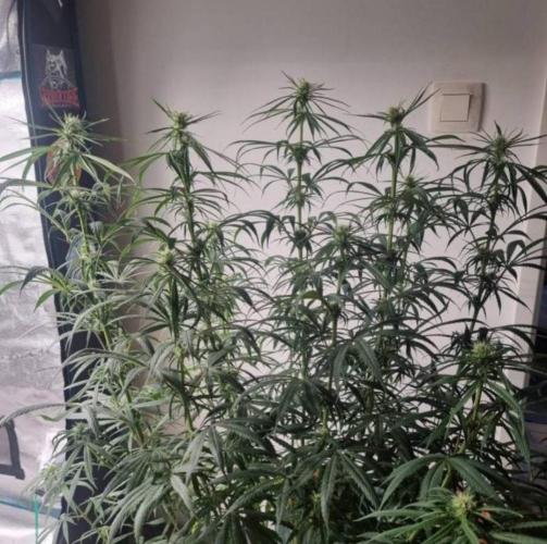 BlueDream - Humboldt. Week 8