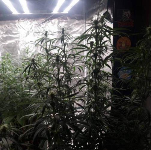 BlueDream - Humboldt. Week 8