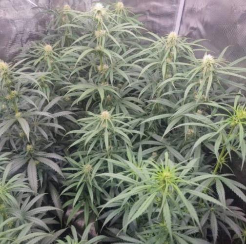 BlueDream - Humboldt. Week 9