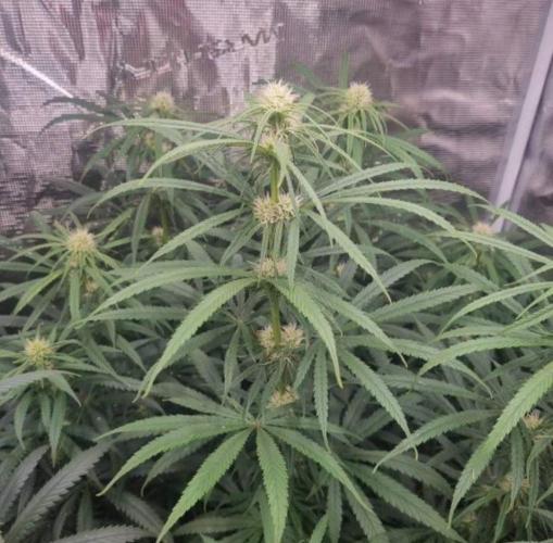 BlueDream - Humboldt. Week 9
