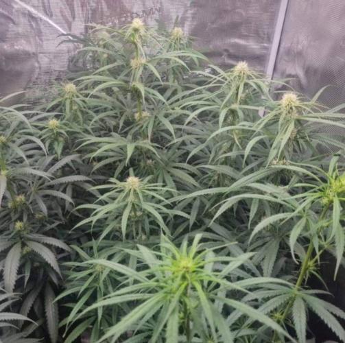 BlueDream - Humboldt. Week 9