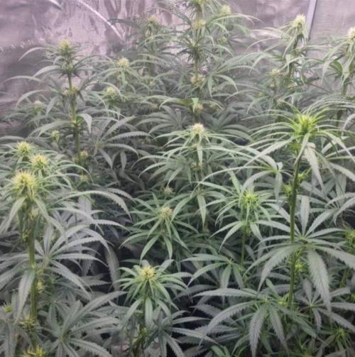 BlueDream - Humboldt. Week 9