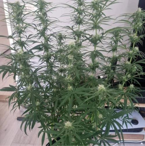 BlueDream - Humboldt. Week 9