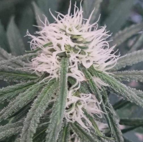 BlueDream - Humboldt. Week 9
