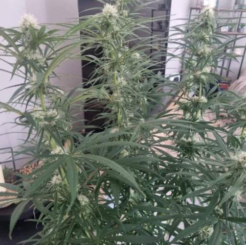 BlueDream - Humboldt. Week 10