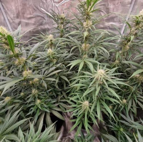 BlueDream - Humboldt. Week 10