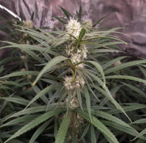 BlueDream - Humboldt. Week 10