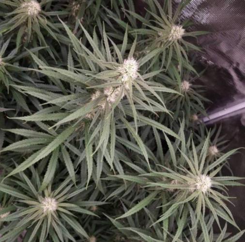 BlueDream - Humboldt. Week 10