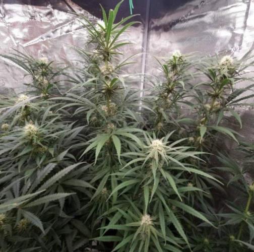 BlueDream - Humboldt. Week 10