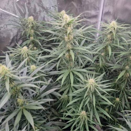 BlueDream - Humboldt. Week 10