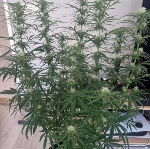 BlueDream - Humboldt. Week 10