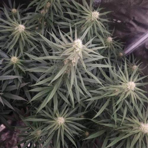 BlueDream - Humboldt. Week 10