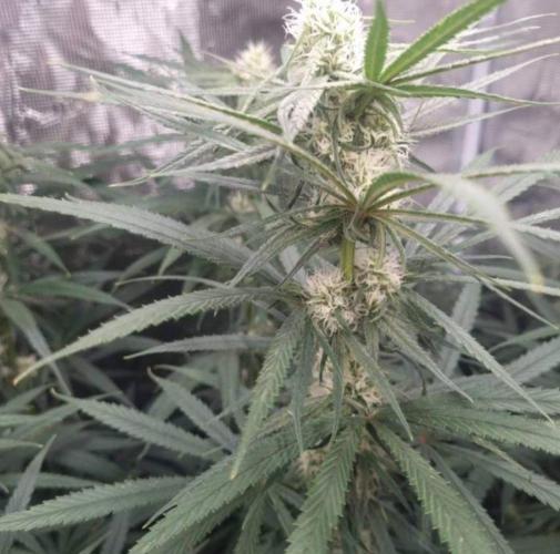 BlueDream - Humboldt. Week 10
