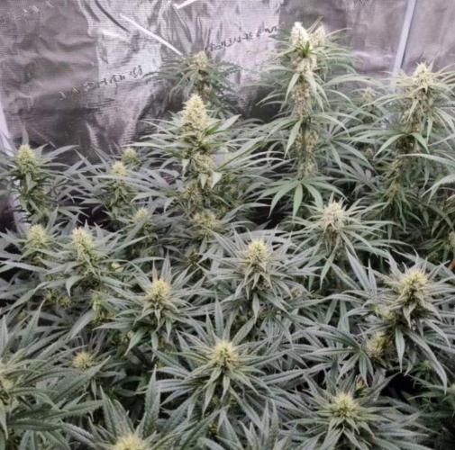 BlueDream - Humboldt. Week 11