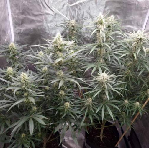 BlueDream - Humboldt. Week 11
