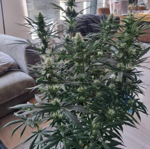 BlueDream - Humboldt. Week 11