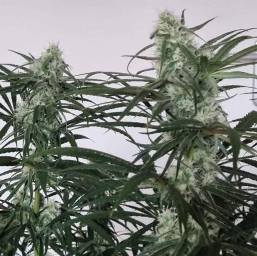 BlueDream - Humboldt. Week 11