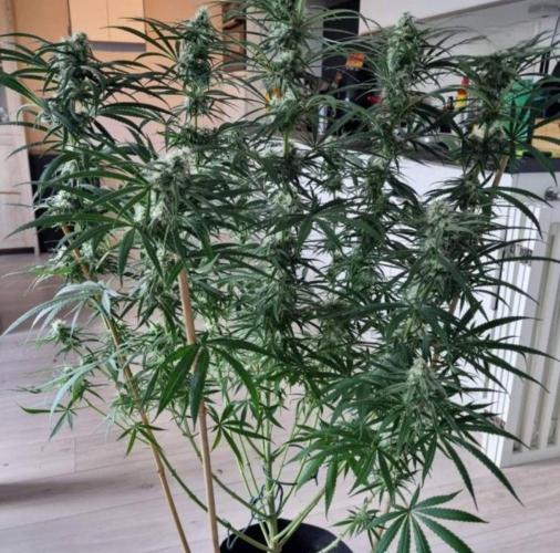 BlueDream - Humboldt. Week 11