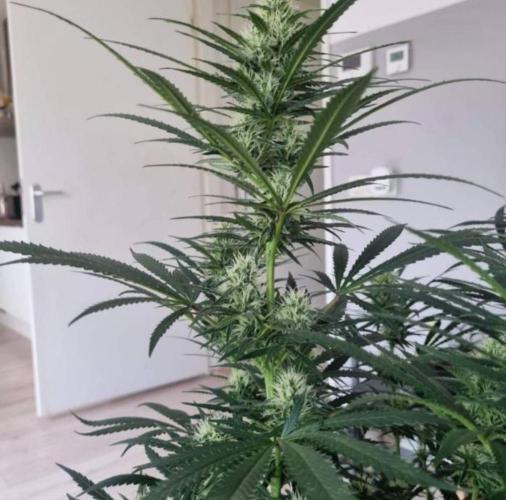 BlueDream - Humboldt. Week 11
