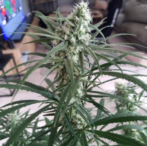 BlueDream - Humboldt. Week 11