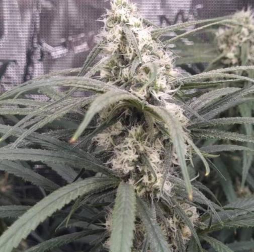 BlueDream - Humboldt. Week 11