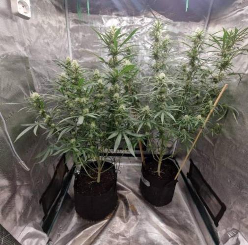 BlueDream - Humboldt. Week 11