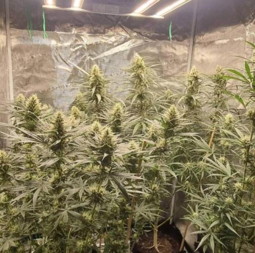 BlueDream - Humboldt. Week 12