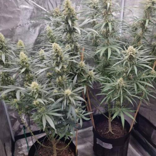 BlueDream - Humboldt. Week 12
