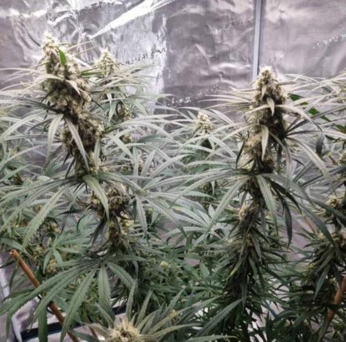 BlueDream - Humboldt. Week 12