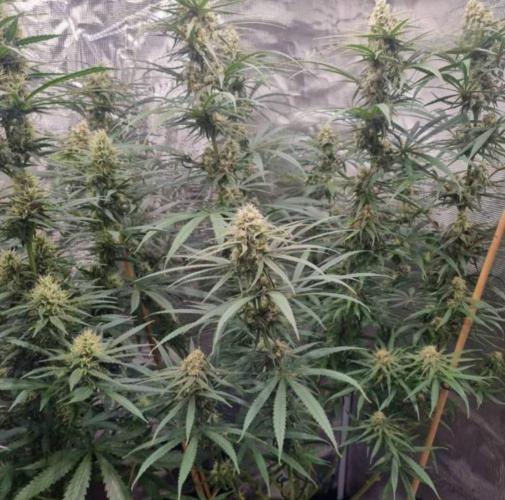 BlueDream - Humboldt. Week 12