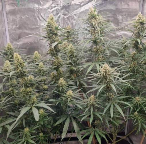 BlueDream - Humboldt. Week 12