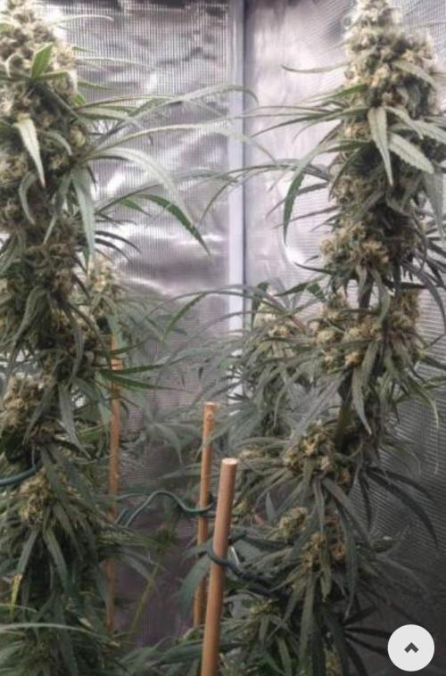 BlueDream - Humboldt. Week 13