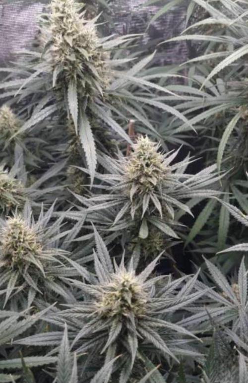 BlueDream - Humboldt. Week 13