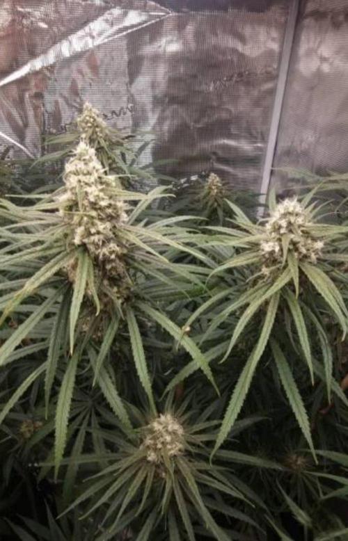 BlueDream - Humboldt. Week 13